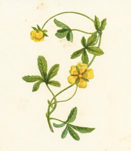 Mochna plazivá, Potentilla Reptans (barevná litografie) od English School