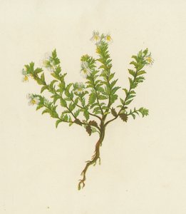 Světlík lékařský, Euphrasia Officinalis (barevná litografie) od English School