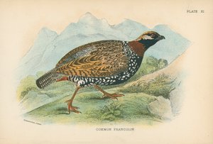 Francolin obecný od English School