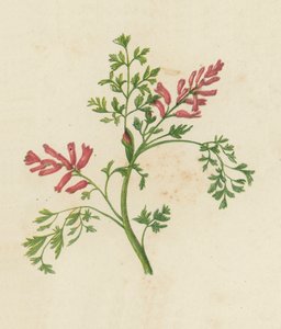 Fumitory obecná, Fumaria Officinalis (barevná litografie) od English School