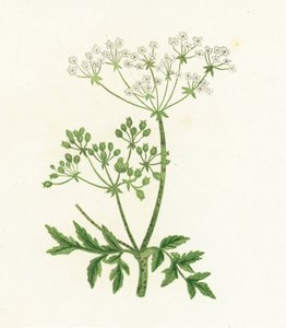 Hemlock, Conium Maculatum od English School