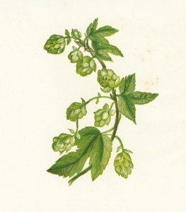 Chmel obecný, Humulus Lupulus od English School