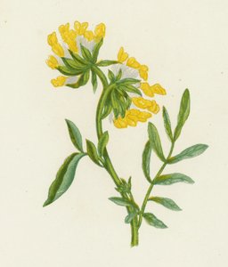 Společná ledvinová vich, anthyllis zranirie (Color Litho) od English School