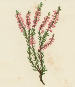 Vřes obecný, Calluna vulgaris (barevná litografie) od English School