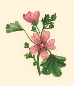 Sléz obecný, Malva Sylvestris (barevná litografie) od English School