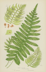 Polypody obecná (barevná litografie) od English School