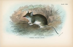 Pouched Mouse od English School