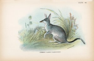 Králík-Bandicoot obecný od English School