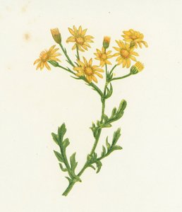 Starček obecný, Senecio Jacobaea od English School