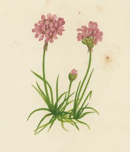 Spořivost obecná, Statice Armeria (barva lito) od English School