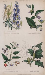 Obyčejná vlčí zhouba nebo mnišská kapuce; Deadly Nightshade nebo Dwale; Woody Nightshade nebo Bitter Sweet; Trnovník obecný (barevné rytí) od English School
