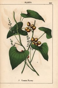 Bryony obecná se zlatými bobulemi. Bryonia alba   , z „Poučné obrázkové knihy aneb lekce ze světa zeleniny“, [Charlotte Mary Yonge], Edinburgh od English School