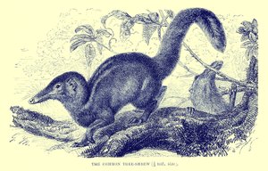Stromovec obecný, ilustrace z "The Royal Natural History" (litografie) od English School