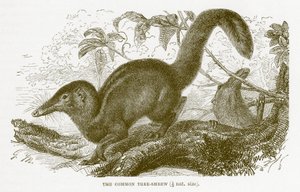 Rejsek obecný, ilustrace z Královské přírodní historie od English School