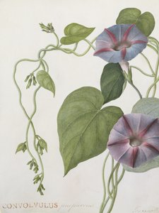Convolvulus purpurus (wc na pergamenu)