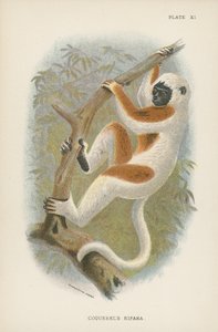 Coquerelova Sifaka od English School