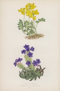 Malé korunky; Lithospermum Prostratum (barevné lito) od English School