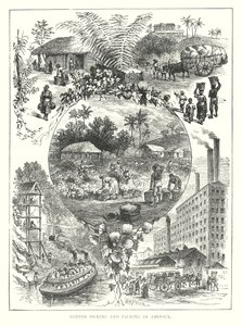 Sběr a balení bavlny v Americe (rytina) od English School