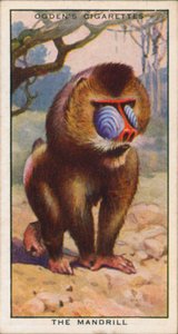 Barvy námluv, Zvířata, Mandril (barevná litografie) od English School