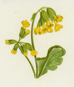 Kopřiva, Daisy Spring (barva lito) od English School