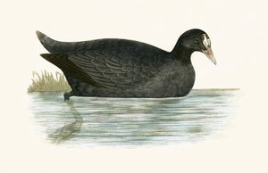 Lyska chocholatá, ilustrace z knihy „Historie ptáků Evropy nepozorovaných na Britských ostrovech“ od Charlese Roberta Bree (1811-86), vydáno 1867 od English School