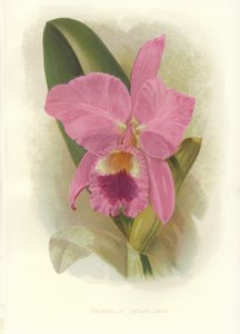Crimson Cattleya od English School
