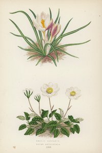 Crocus Boryanus; Dryas Octopetala (barevná litografie) od English School
