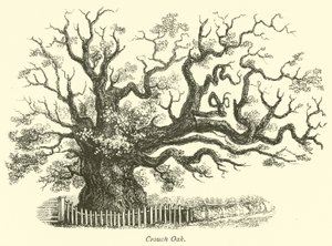 Crouch Oak od English School