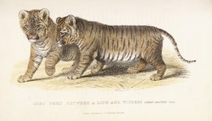 Mláďata odchovaná mezi lvem a tygřicí, tři měsíce stará, 1827-1835 od English School