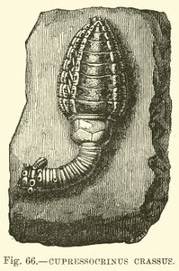 Cypressocrinus od English School