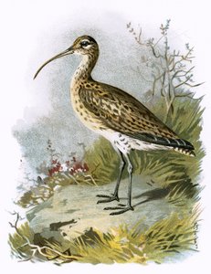 Koliha
