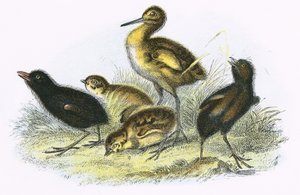 Curlew, Land Rail, Partridge a Moor Hen (ve směru hodinových ručiček)