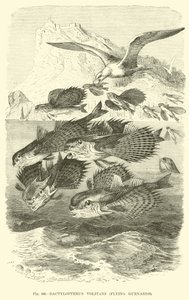 Dactylopterus Volitans, létající strážci od English School