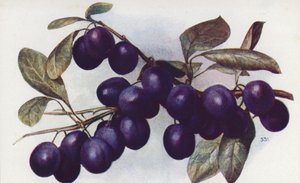 Damson, "The Merryweather" (barevná litografie) od English School