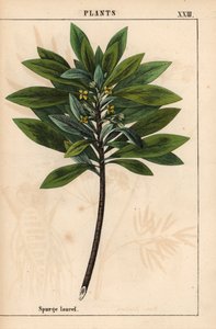 Daphne laureola nebo Spurge-laurel   , z „Poučné obrázkové knihy aneb lekce ze světa zeleniny“, [Charlotte Mary Yonge], Edinburgh od English School