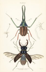 Darwinův brouk, roháč Grantův nebo roháč chilský, Chiasognathus grantii 1, a roháč evropský, Lucanus cervus od English School