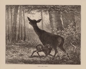 Hirsch und Rehkitz (Gravur) von English School