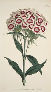 Dianthus Barbatus Bearded Pink, hospoda. 1792 ručně kolorovaná rytina. od English School