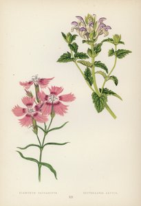 Dianthus Caucasicus; Scutellaria Alpina (barevná lito) od English School