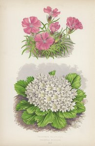 Dianthus Glacialis; Primula Nivalis (barevná litografie) od English School