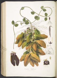 Dischidia Rafflesiana, deska 142 z 