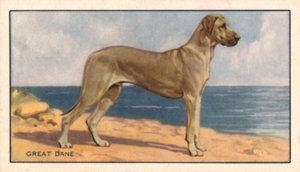 Psi: Německá doga (barevná litografie) od English School