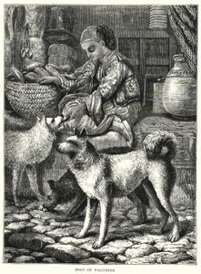 Dogs of Palestine (rytina) od English School