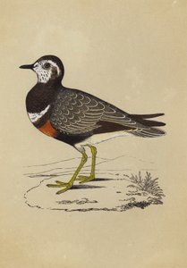 Dotterel (barva lito) od English School