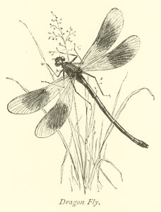 Dragon Fly od English School