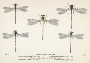 Vážky: Damsel-Flies (barevná litografie) od English School