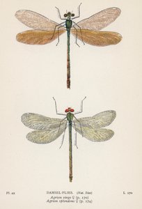 Vážky: Damsel-Flies (barevná litografie) od English School