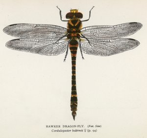 Vážky: Hawker Dragon-Fly (barevná litografie) od English School