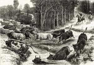 Hnací dobytek v Austrálii, kolem roku 1880, z 
