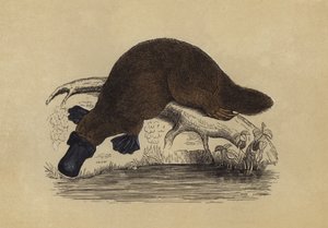 Kachnozobý platypus (barevná litografie) od English School